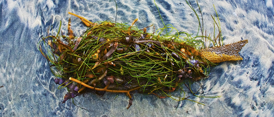 Kelp Fish