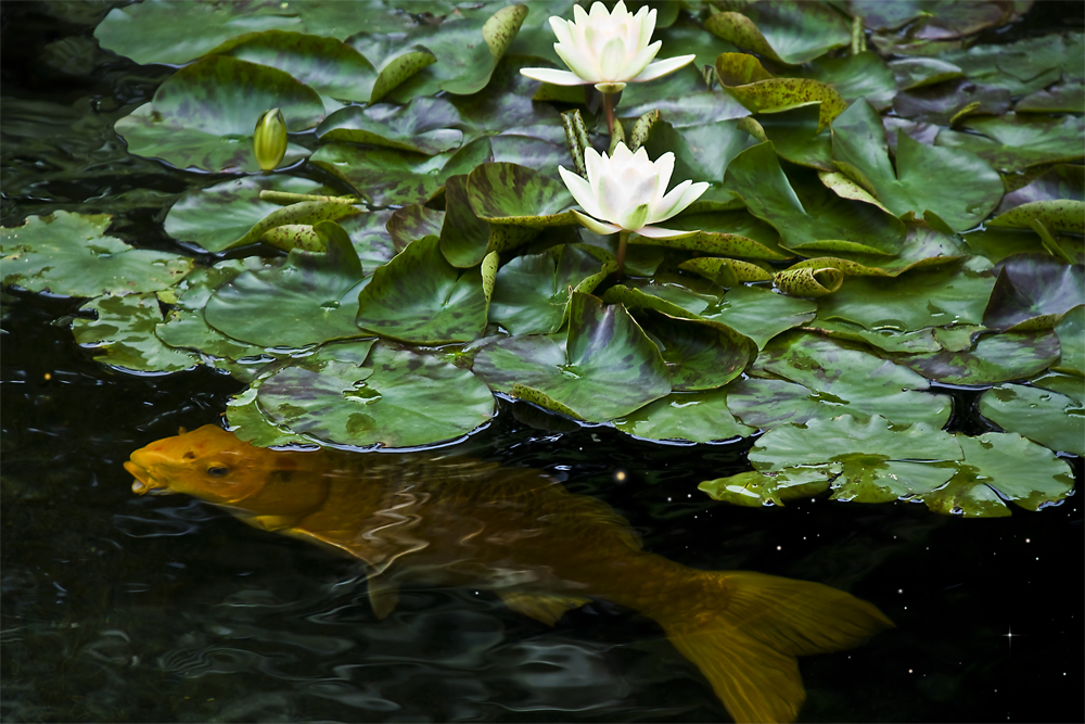 ORANGE KOI