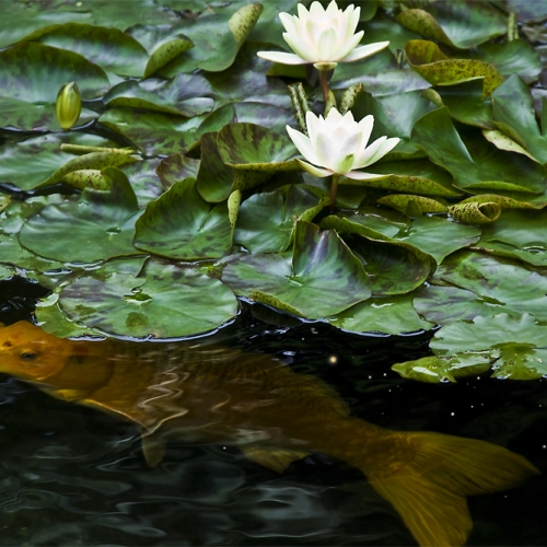 ORANGE KOI