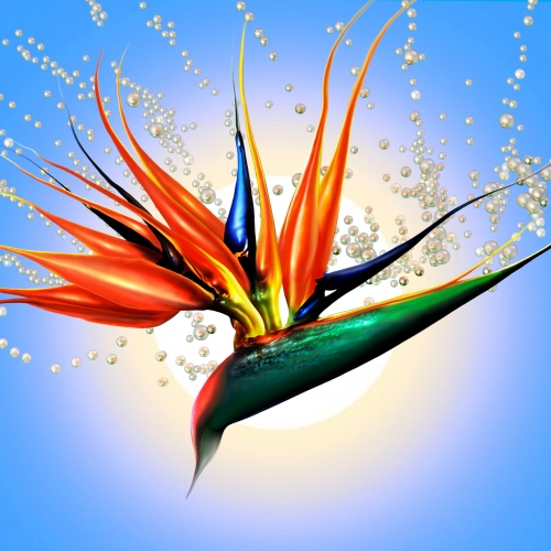 BIRD OF PARADISE