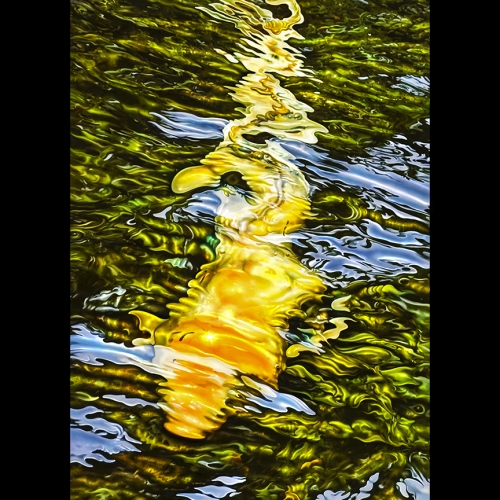 YELLOW KOI